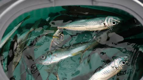 pescado recién capturado en un cubo