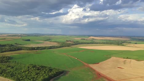 Plantación-De-Soja-En-Brasil