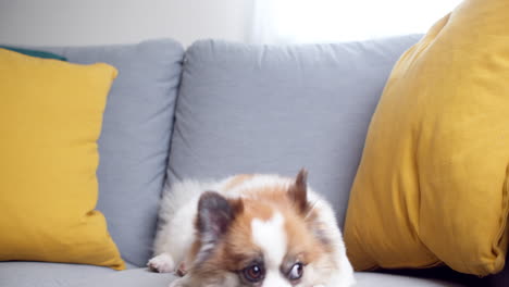 Chihuahua-plus-pomeranian-dog-cute-pet-happy-smile-in-a-home-with-seat-sofa-furniture-interior-decor-in-living-room