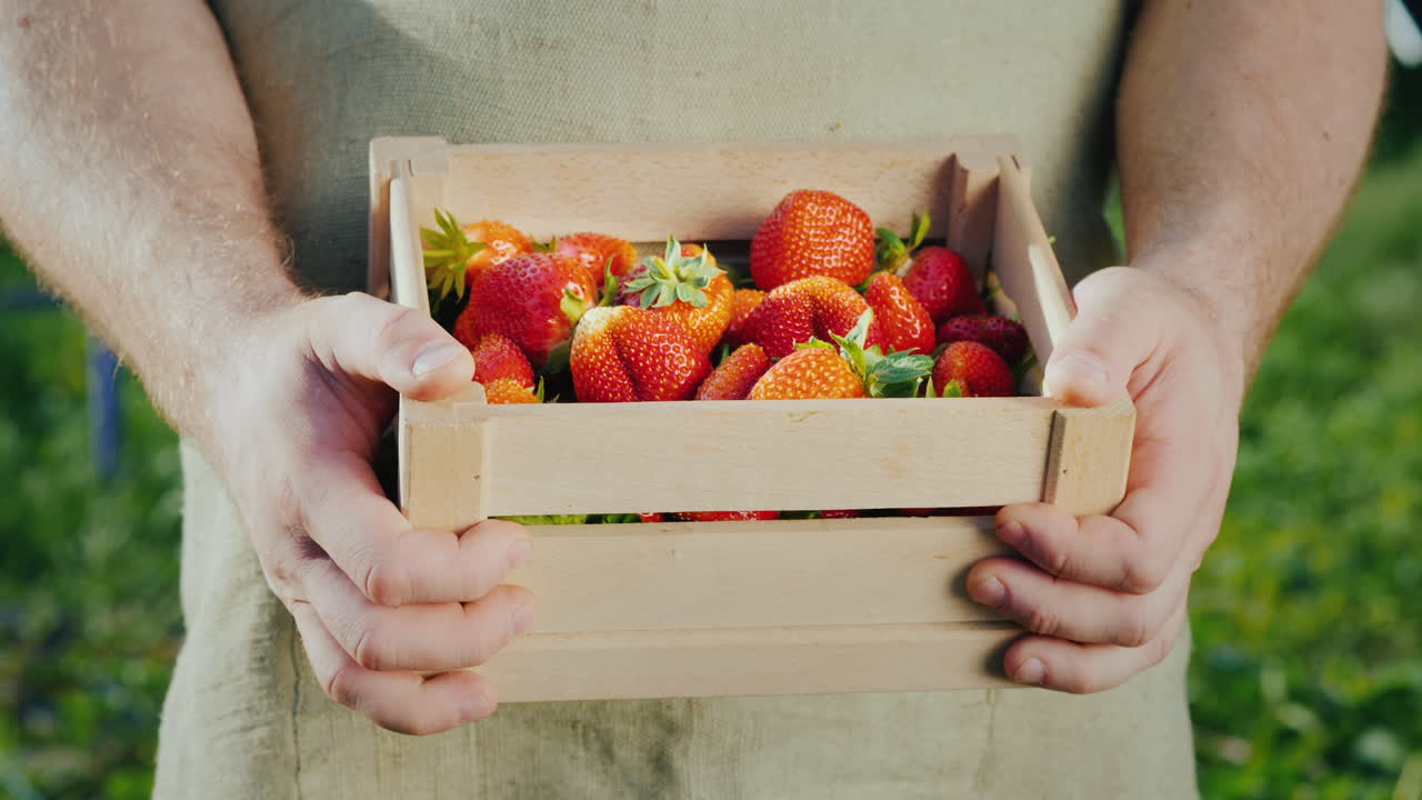 manos de hombres con una caja de madera de fresas maduras 1