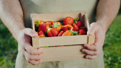 men's hands with a wooden box of ripe strawberries 1