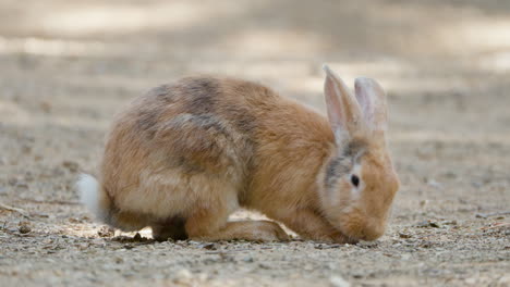 primer plano de un conejo marrón olfateando el suelo en las tierras de cultivo de anseong