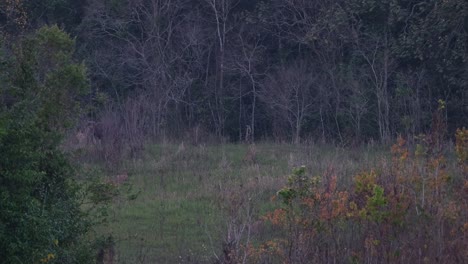 Eine-Person-Wird-Auf-Der-Linken-Seite-Hinter-Einigen-Büschen-Versteckt-Gesehen-Und-Entfernt-Sich-Dann,-Gaur-Bos-Gaurus-Khao-Yai,-Thailand