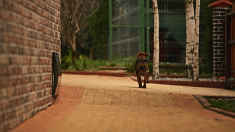 Cachorro-Malinois-Belga-Huyendo-De-La-Cámara-En-Cámara-Lenta