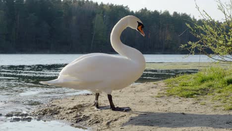 majestically looking swan on the shore of a lake