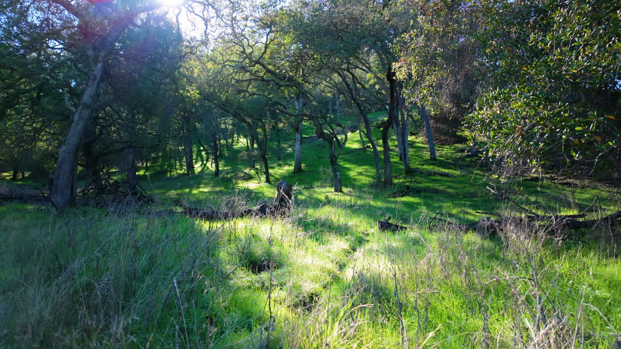 Radura lussureggiante in una foresta alla luce del primo mattino con erba verde, piccoli insetti volanti e un bagliore dell'obiettivo visibile che filtra tra gli alberi in un ambiente boschivo naturale