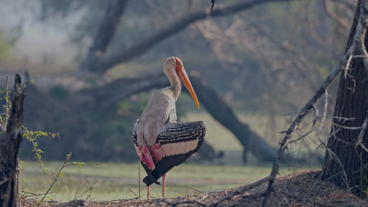 In the morning sunlight a painted stork standing and searching food near the marsh in keoladeo bird sanctuary, India.