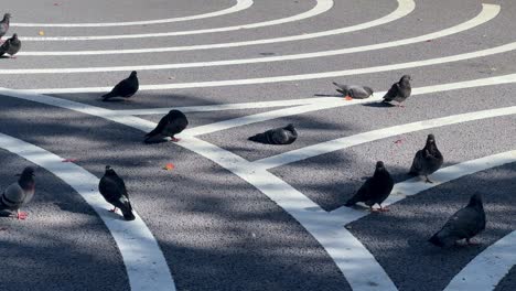 pigeons scatter across sunlit pedestrian crossing in urban setting, aerial view