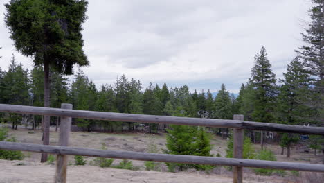 tracking shot of forest, wood fence and trees swaying in the wind