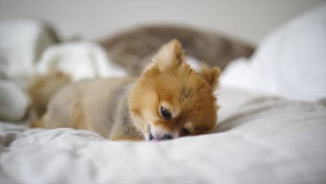 hermoso cachorro pomerania