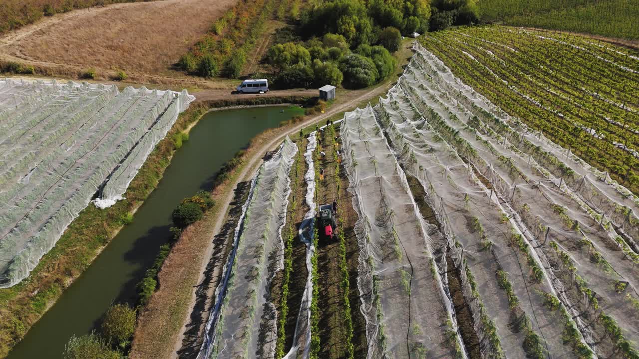 수확 기간 동안 넬슨과 태즈만 지역의 포도에서 포도를 모으는 것