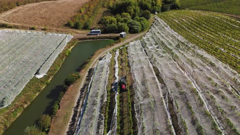 Traubenernte-In-Den-Weinbergen-Der-Regionen-Nelson-Und-Tasman-Während-Der-Erntezeit