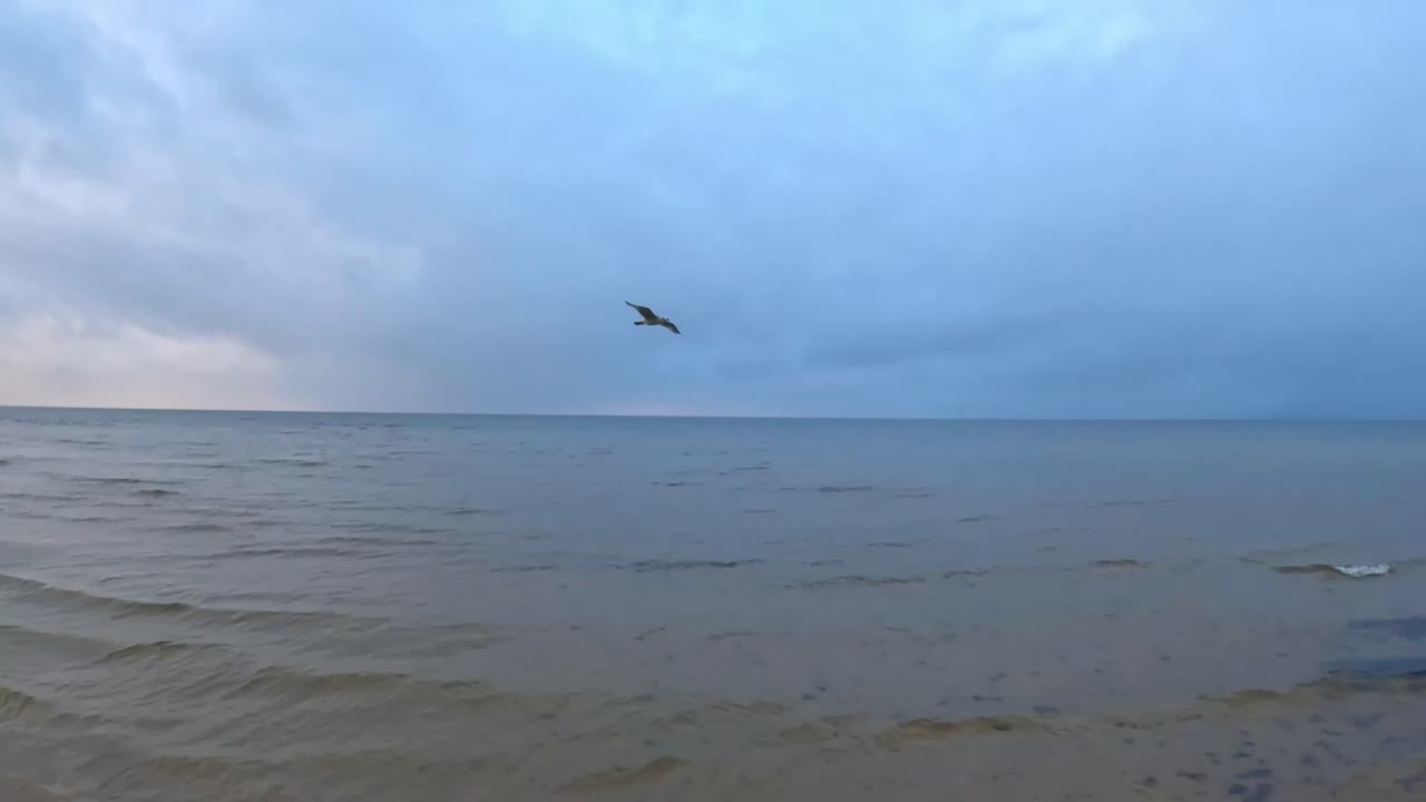 Moody shoreline with gentle waves under a cold blue sky as a lone seabird glides overhead, creating a calm and atmospheric coastal moment