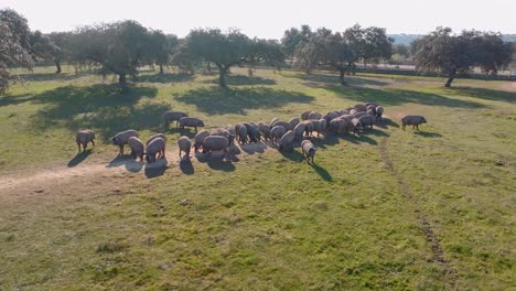 manada de cerdos ibéricos en tierras de cultivo españolas.