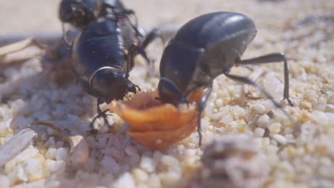 las hormigas se comen un escarabajo.