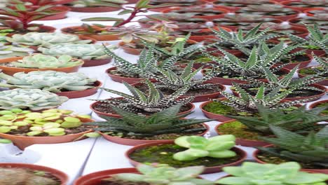 succulents in pots