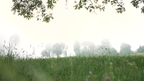 Fliegende-Vögel-In-Der-Magisch-Nebligen,-Stimmungsvollen-Landschaft