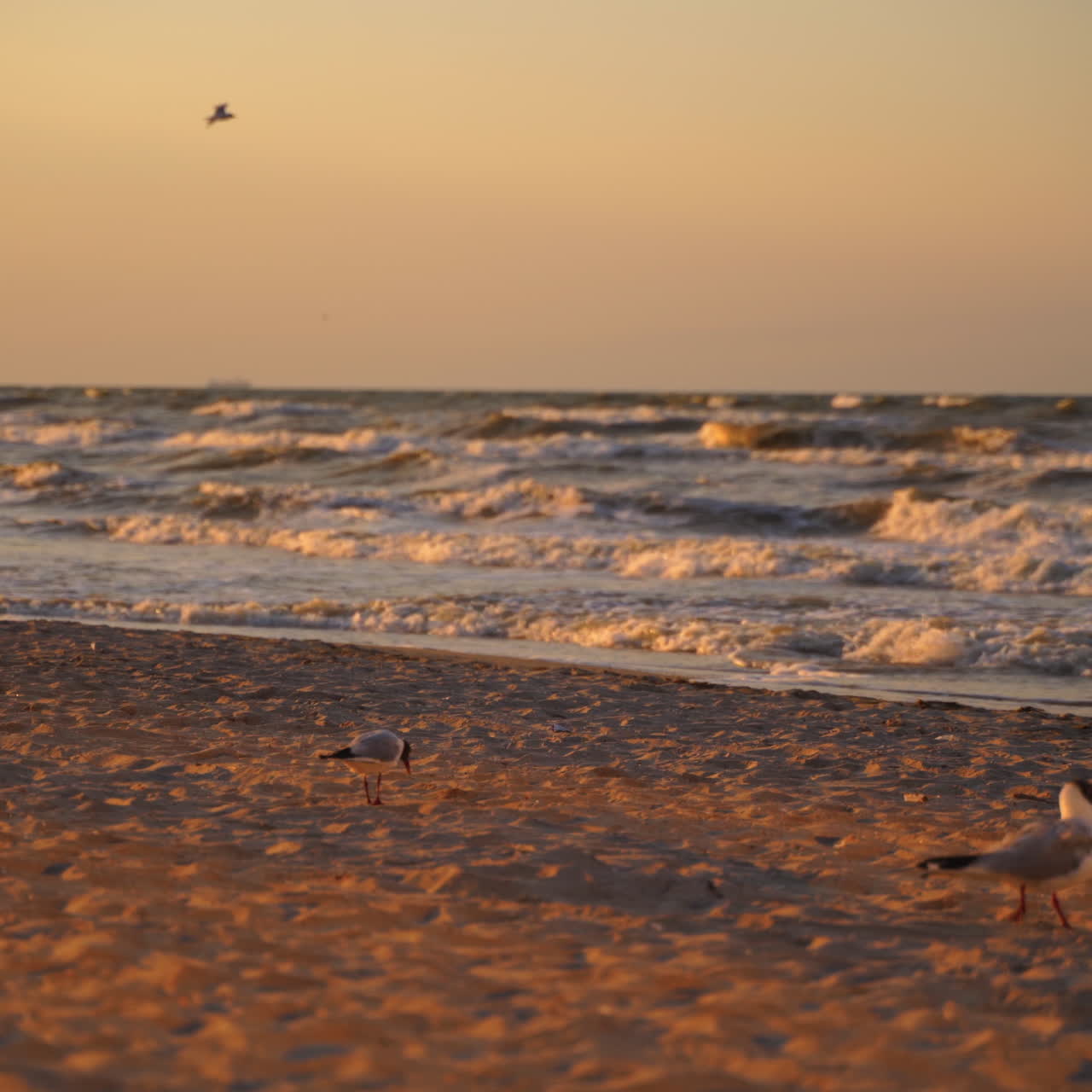 Man and woman walking on the seashore at sunset. Evening background with waves on sea water and people going along the beach. Many seagulls flying over the seascape.