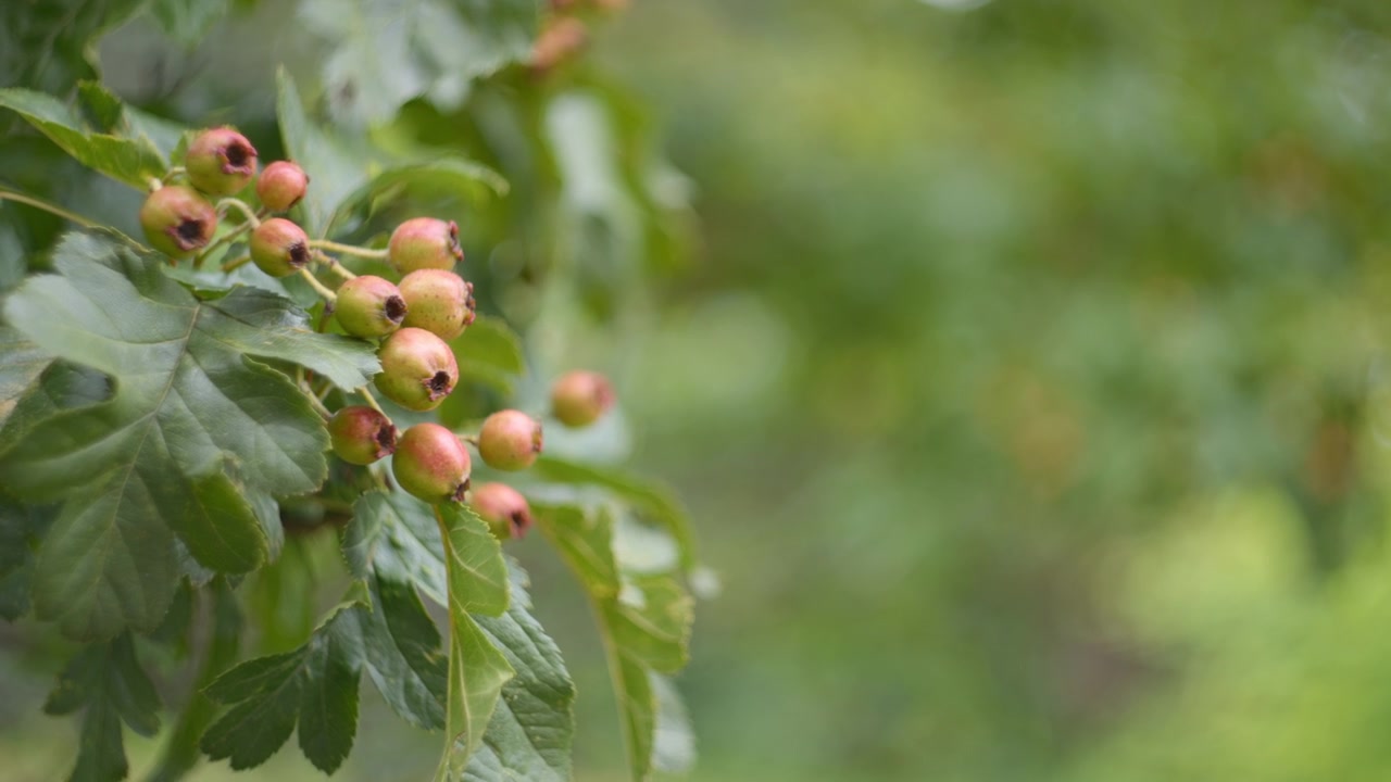 Bayas de espino creciendo en el árbol