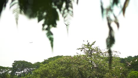 Vögel-Fliegen-In-Den-Himmel-Im-Park,-Umgeben-Von-Bäumen-In-Zeitlupe