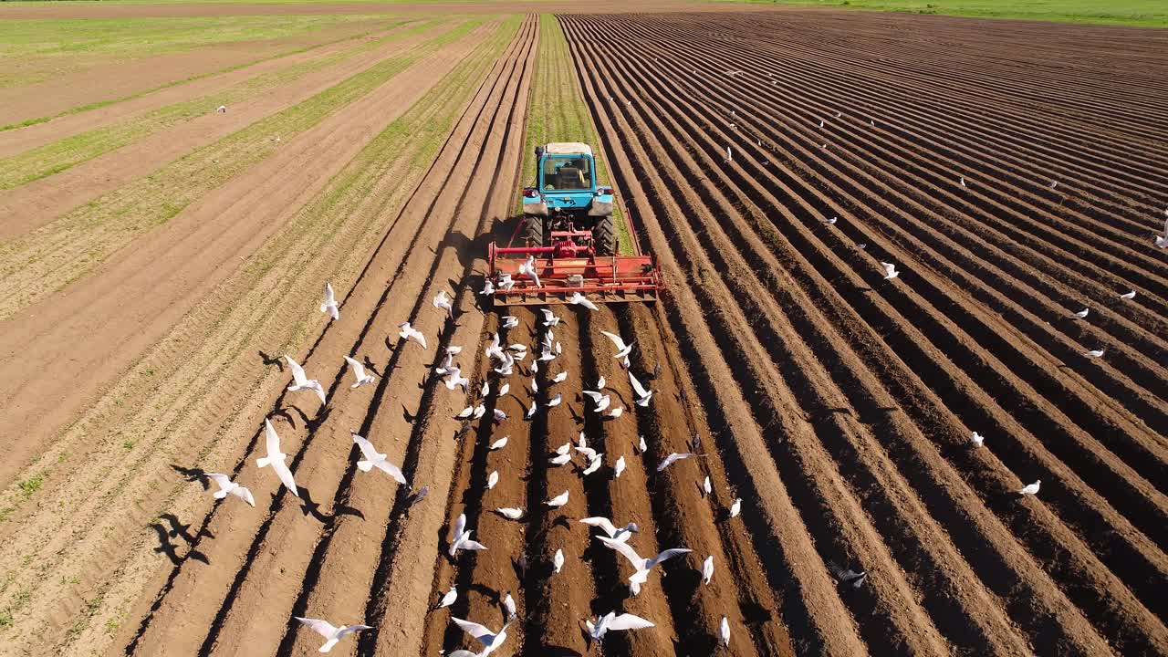 los pájaros hambrientos están volando detrás del tractor, y comen grano de la tierra cultivable.