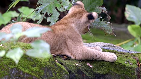 Jungtier-Liegt-Auf-Bemoostem-Felsen,-Während-Es-Im-Zoo-Laub-Beißt