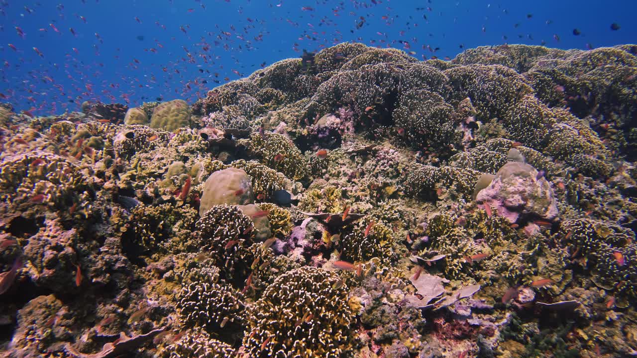 Panoramica su una vivace barriera corallina brulicante di banchi di piccoli pesci tropicali.
