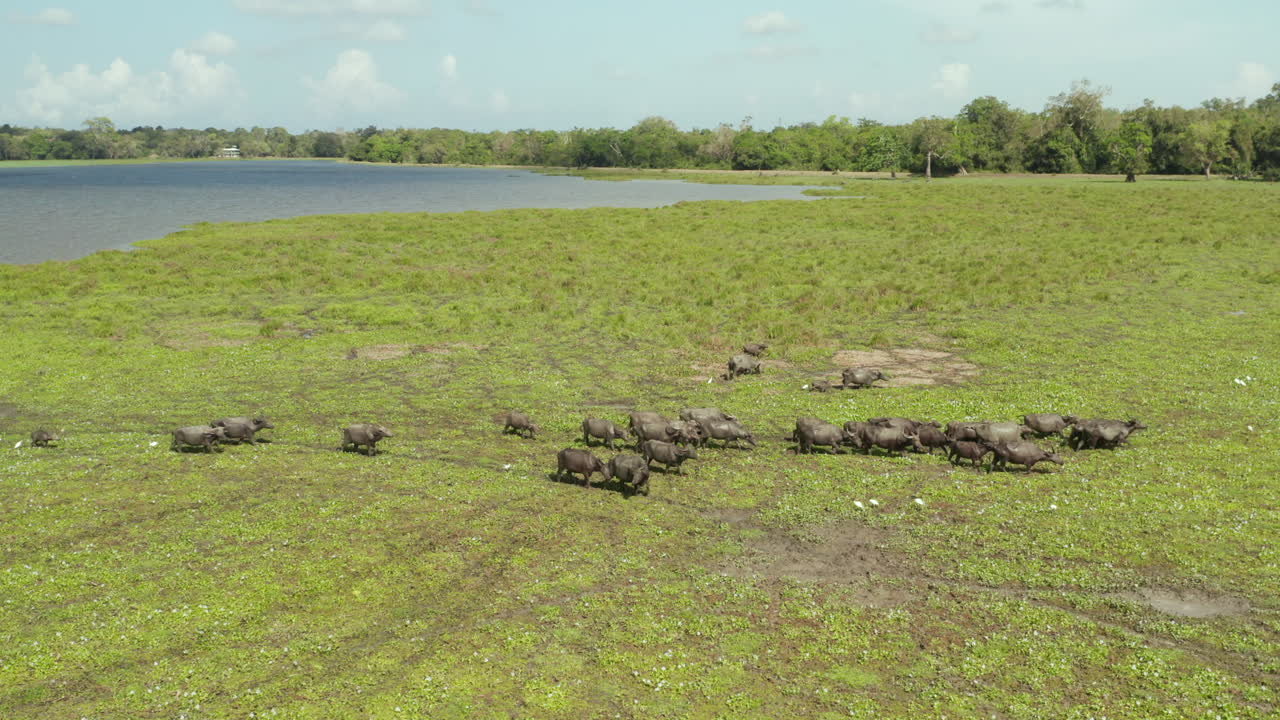 Herd of Water Buffalo Grazing in a Wetland