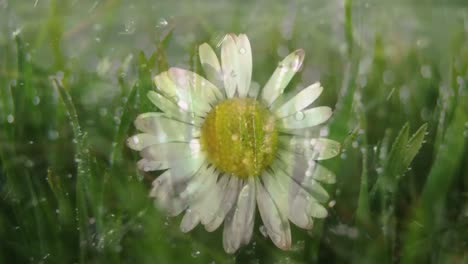 animation of flower and water drops over grass