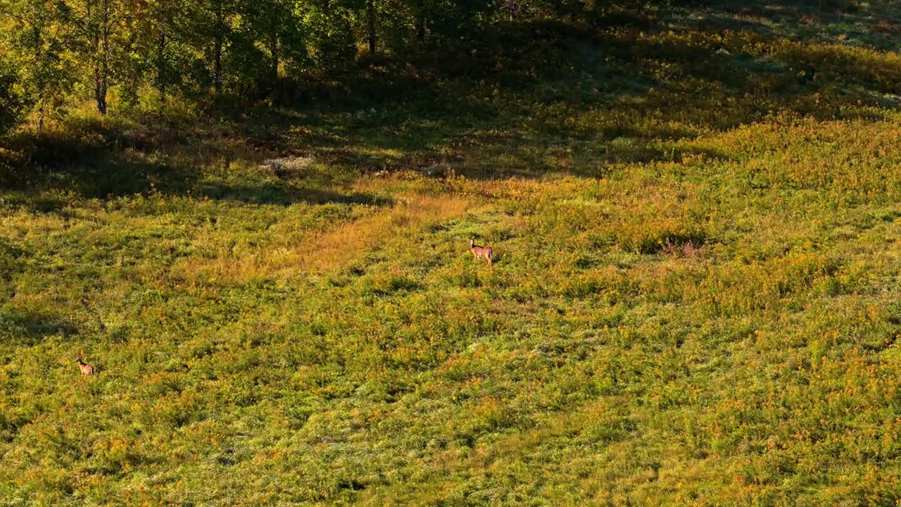 A pair of deer grazing peacefully in a vast, sunlit field surrounded by trees, capturing the calm essence of a serene morning.