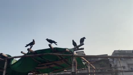 flock of ravens perched on wooden scaffolding