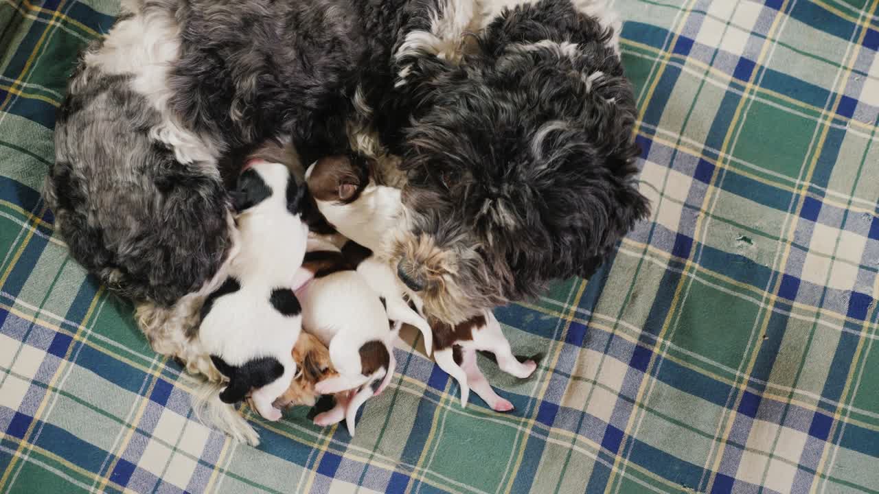 vista de arriba: varios cachorros recién nacidos yacen cerca de la madre-perro