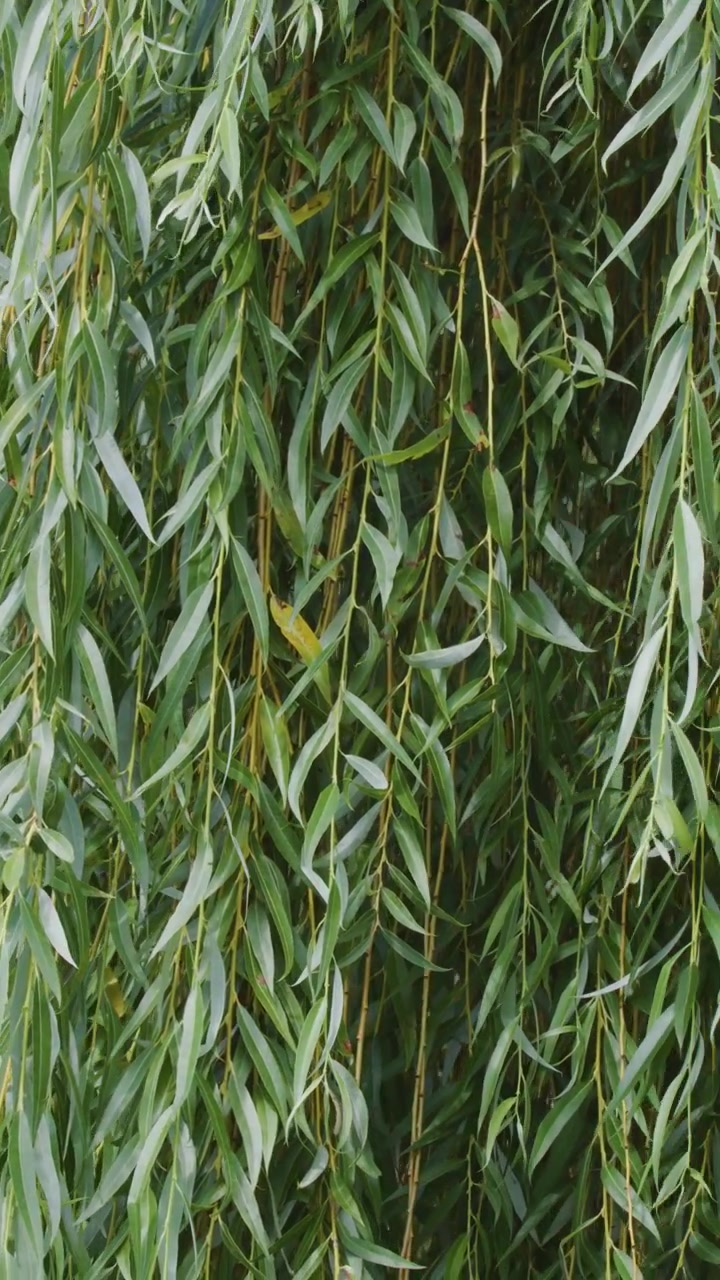 Largas y esbeltas hojas de sauce se mecen suavemente bajo la luz natural del día, con un sutil movimiento de cámara que captura el exuberante follaje verde en un entorno exterior tranquilo.