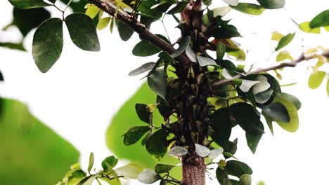 macro shot of multiple insects camouflaged within a tree branch, surrounded by dense green foliage