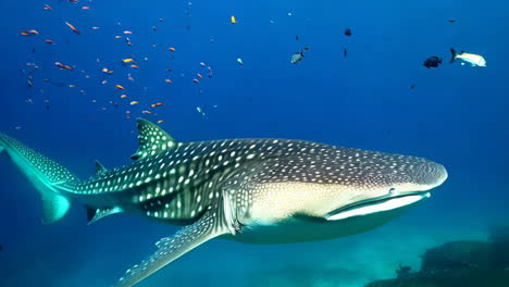 whale shark swimming in the ocean