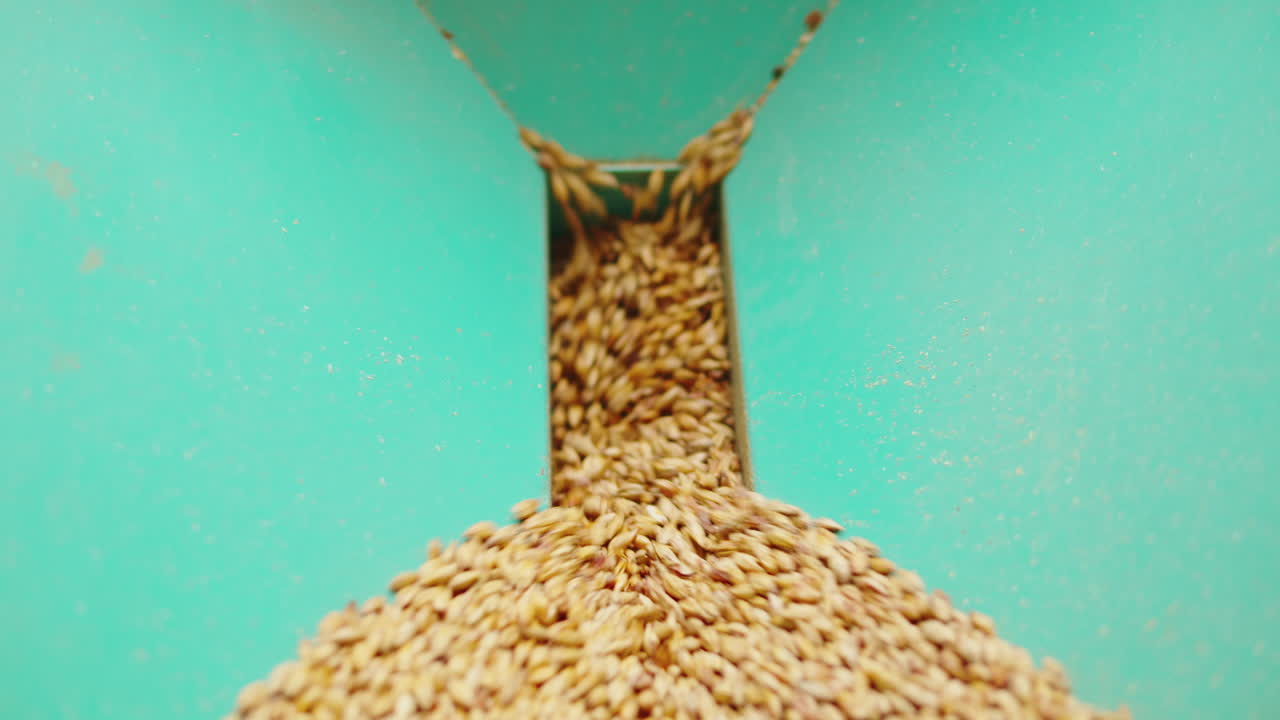 Craft beer production factory, brewery manufacture. Barley malt grains in conveyor close-up. Brewing, cooking alcohol in metal vats bottles