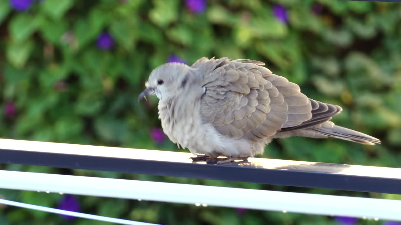 Close up of a dove walking on a wet railing