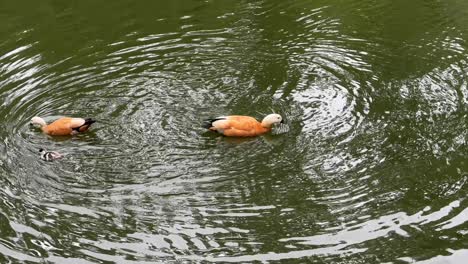 duck parents teach their duckling to swim and dive (4k60)
