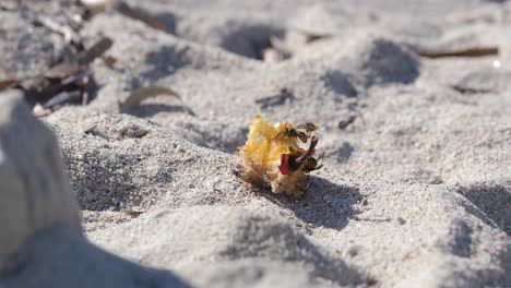 Drei-Wespen-Schweben-Und-Kämpfen-Um-übrig-Gebliebene-Apfelfrüchte-An-Einem-Sandstrand