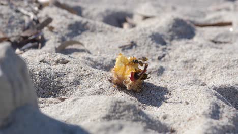 tres avispas flotando y peleando por las sobras de manzana en una playa de arena