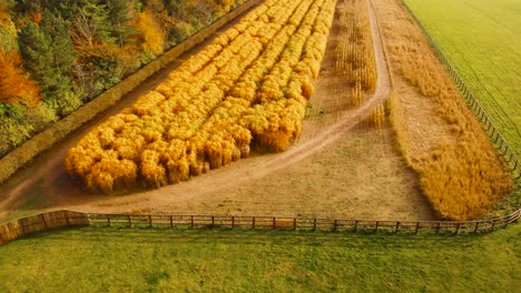 aerial view forwarding shot of a golden wheat field with forest on one side and green grasslands on the other side with fence on both sides