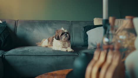 shih tzu boomer dog sits on sofa and looks around