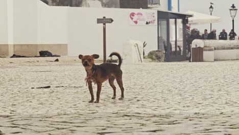Local-dog-barking-on-Nazare-beach,-Portugal,-people-in-background