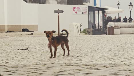 local dog barking on nazare beach, portugal, people in background