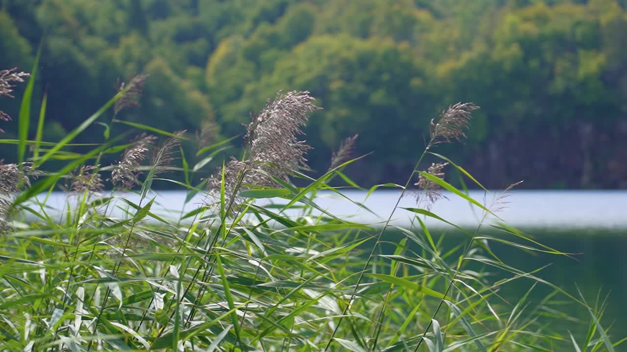 숲 한가운데 있는 호수의 슬로우 모션 보기