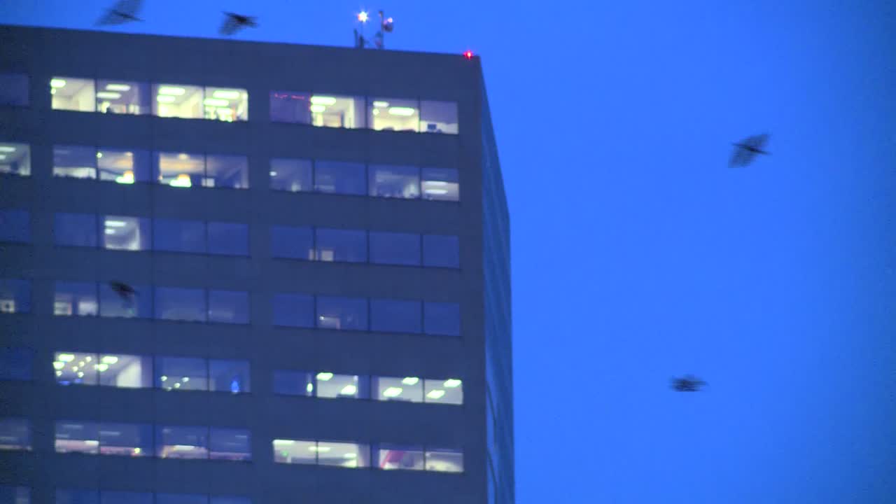 varios cuervos volando por el centro de portland, oregon