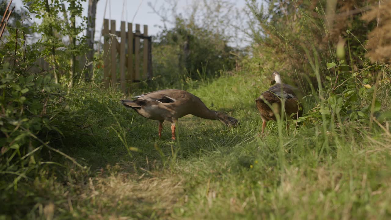 Indian Runner duck couple in organic garden looking for food - An example of permaculture work with the domestic duck