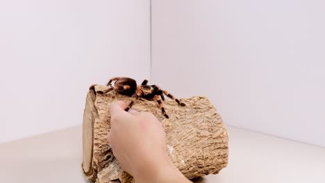 a tarantula crawls on a log as a hand interacts in a bright, minimal setting