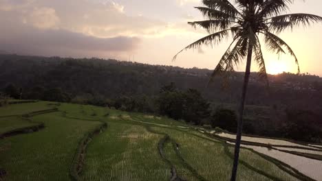 aerial: rice terraces in lombok indonesia