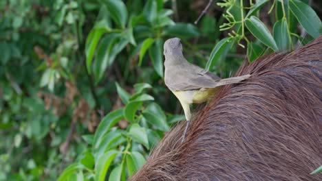 Pequeño-Tirano-De-Ganado-Amarillo,-Machetornis-Rixosa-Cabalgando-Sobre-Un-Ajetreado-Carpincho,-Hydrochoerus-Hydrochaeris,-Coexistiendo-En-Su-Hábitat-Natural-En-Un-Ambiente-Pacífico